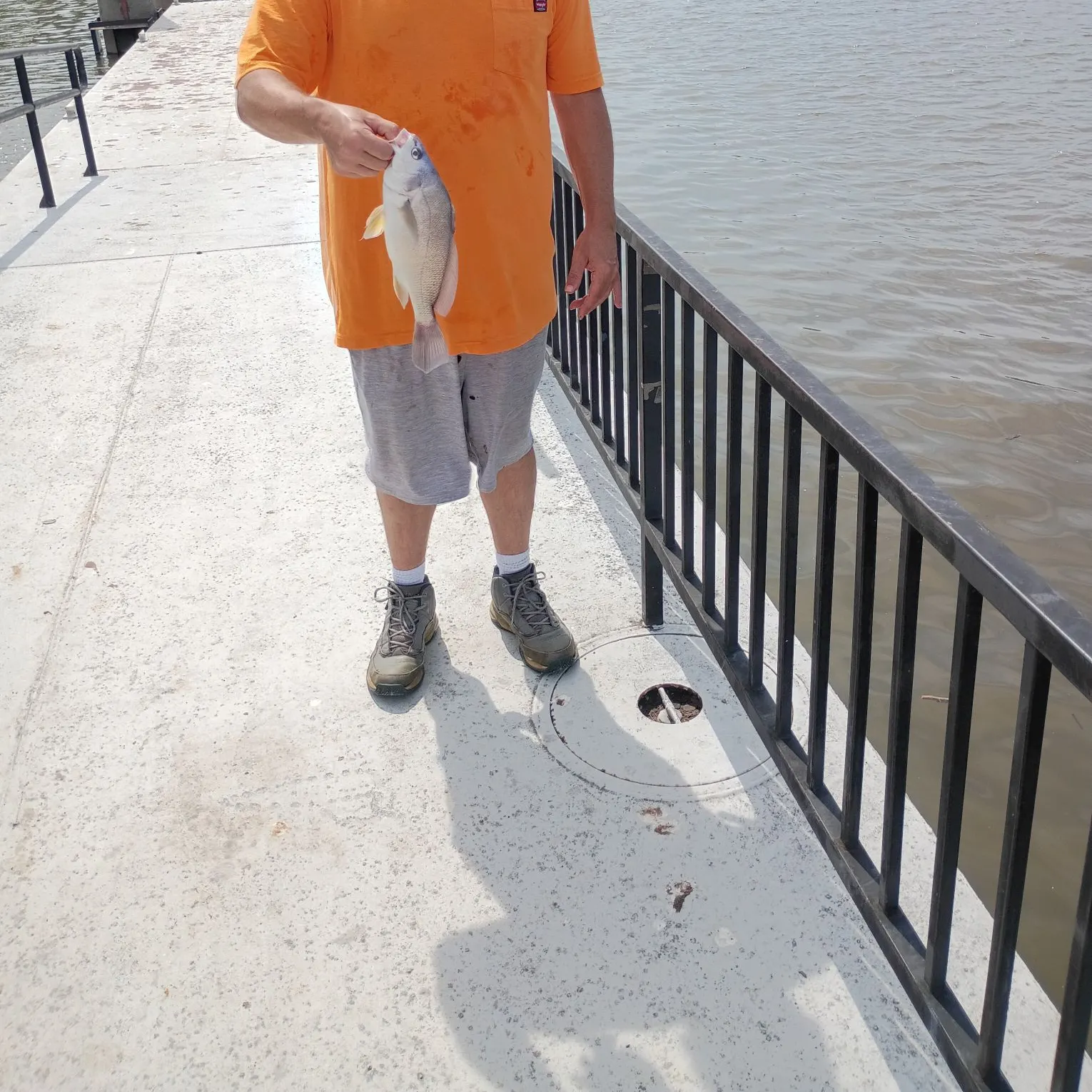 Freshwater drum caught on Fishbrain