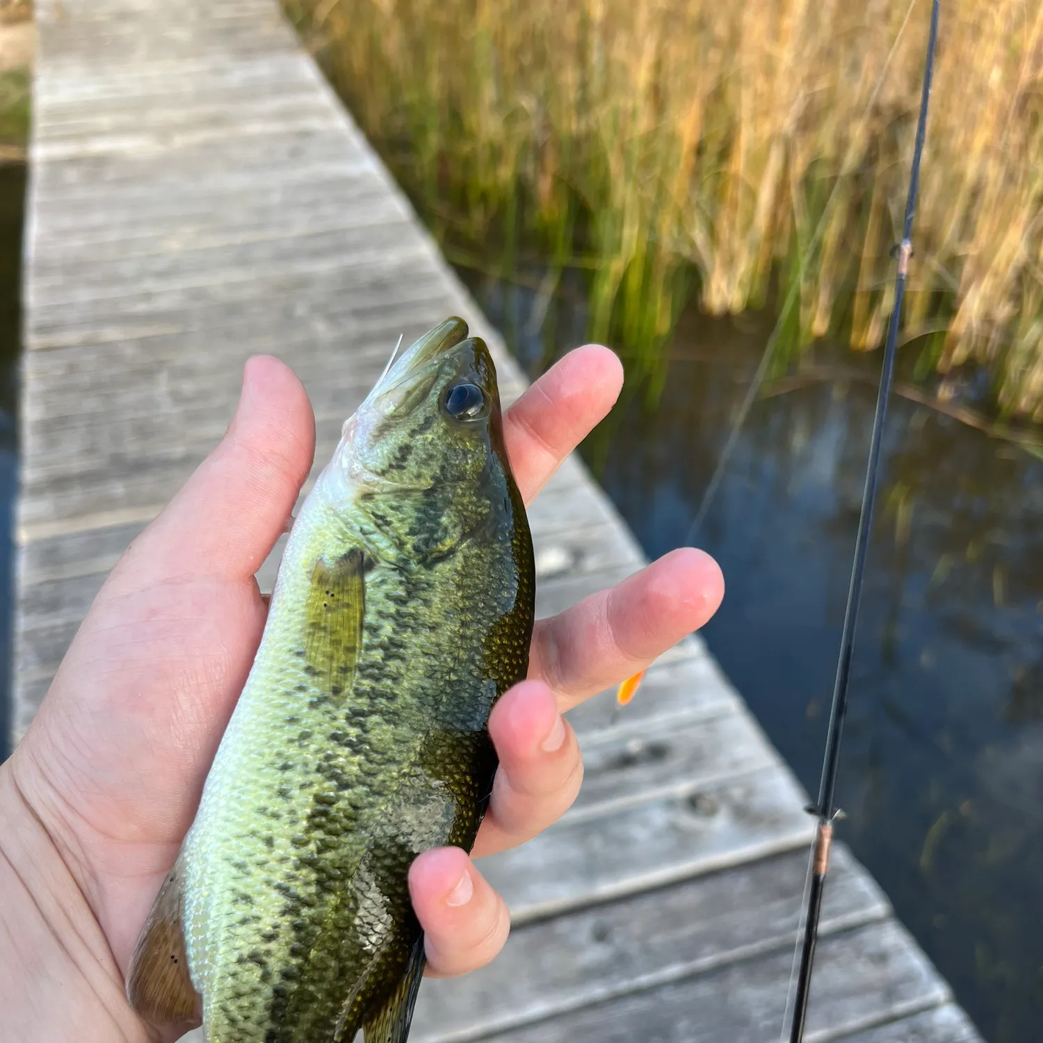 Largemouth bass caught on Fishbrain