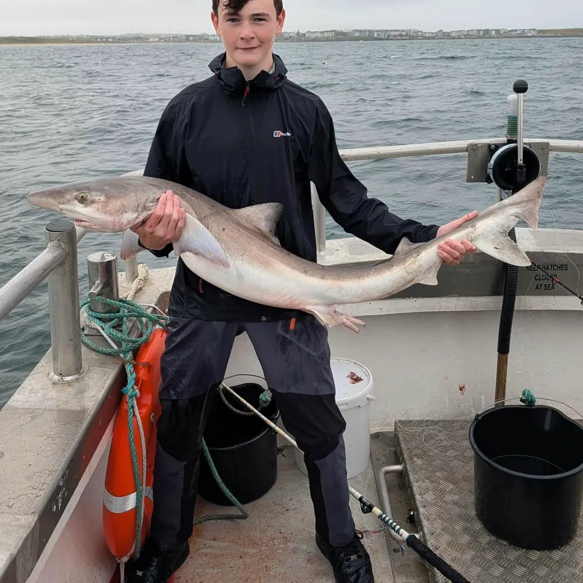 Tope shark caught on Fishbrain