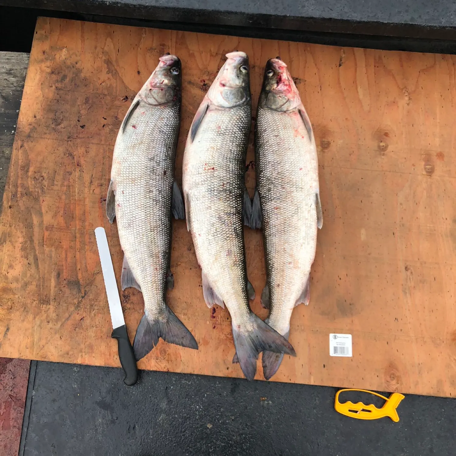 recently logged catches