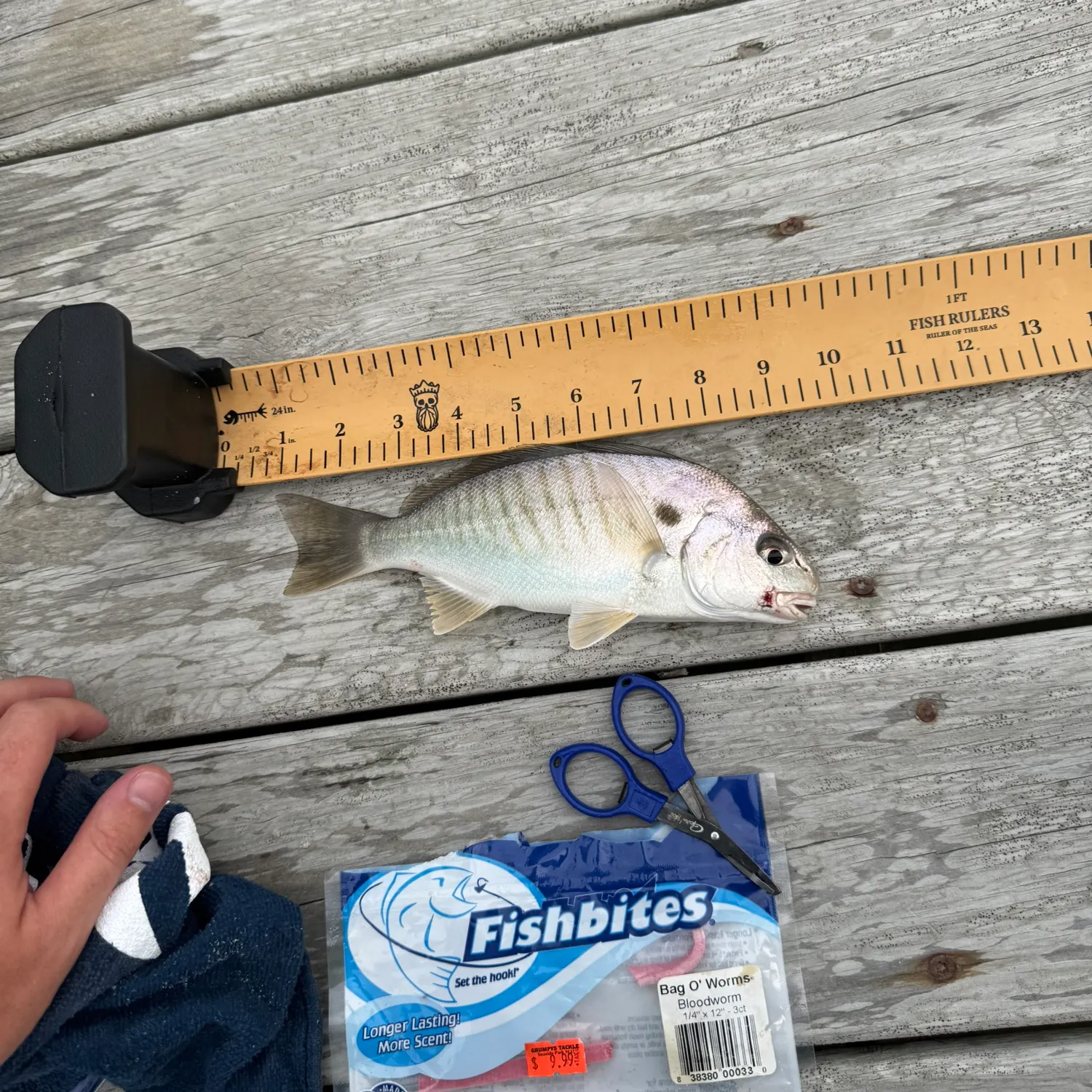 Spot croaker caught on Fishbrain