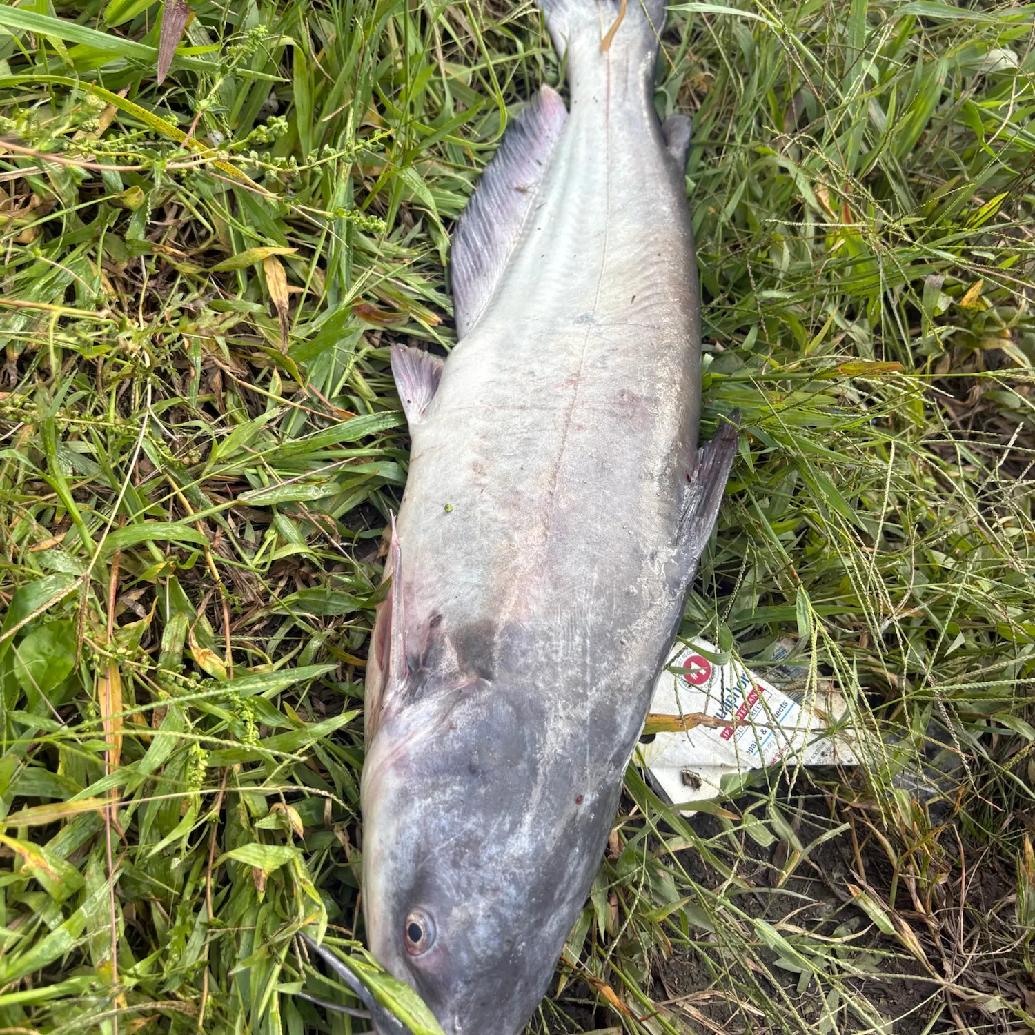 Blue catfish caught on Fishbrain