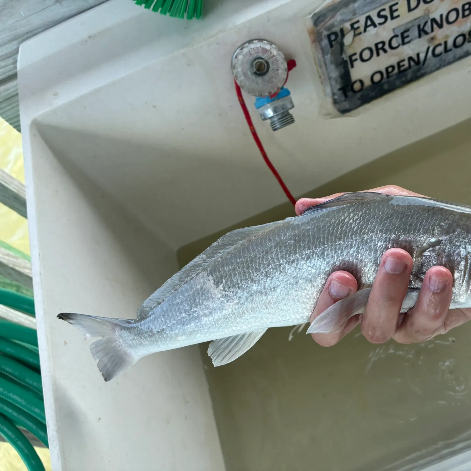 The most recent Gulf kingcroaker catches on Fishbrain