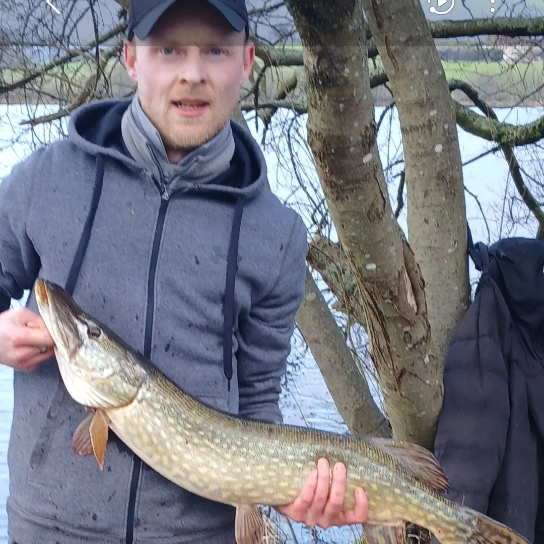 The most recent Northern pike catches on Fishbrain
