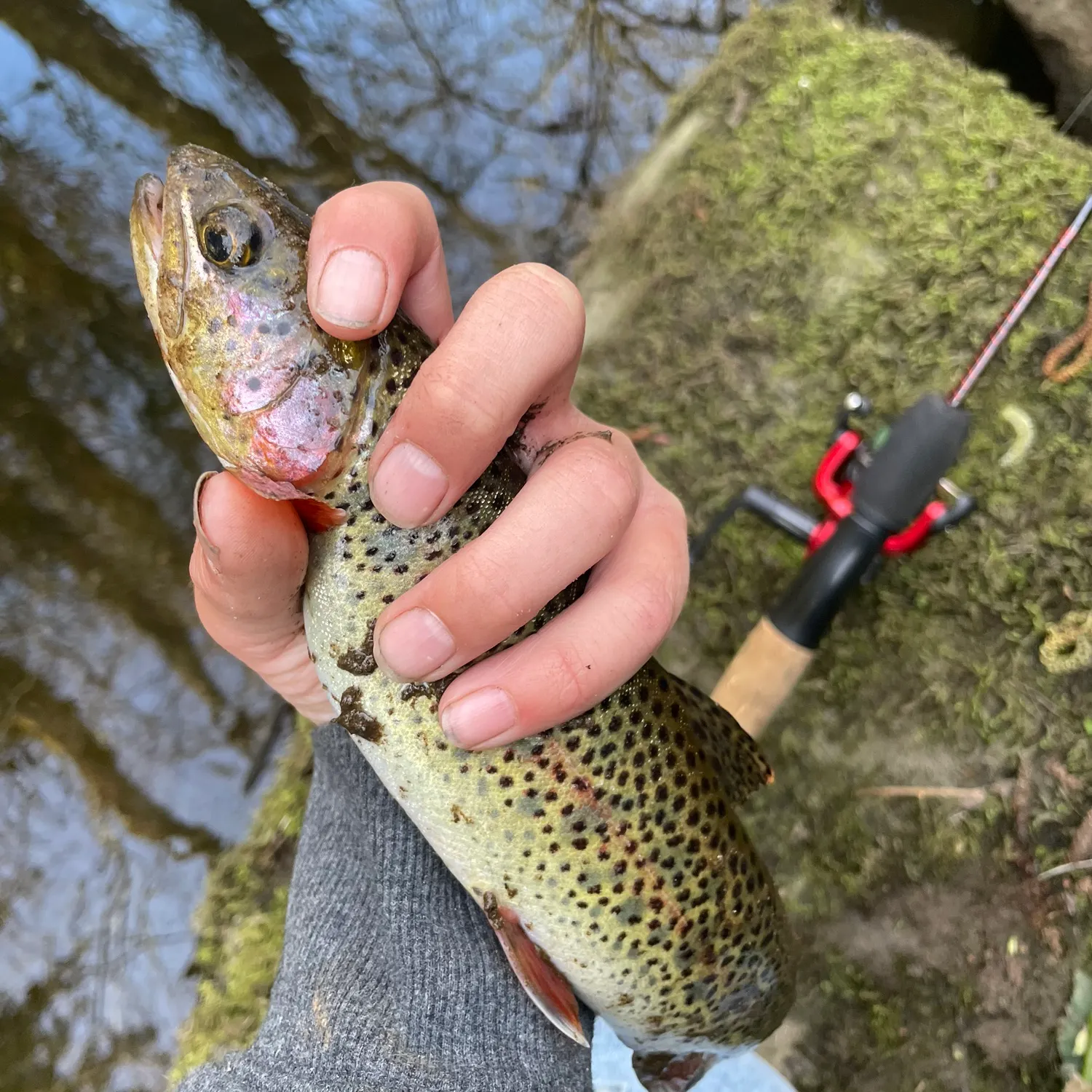 The most recent Cutthroat trout catches on Fishbrain