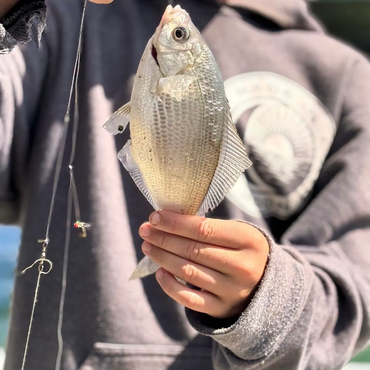The most recent White seaperch catches on Fishbrain