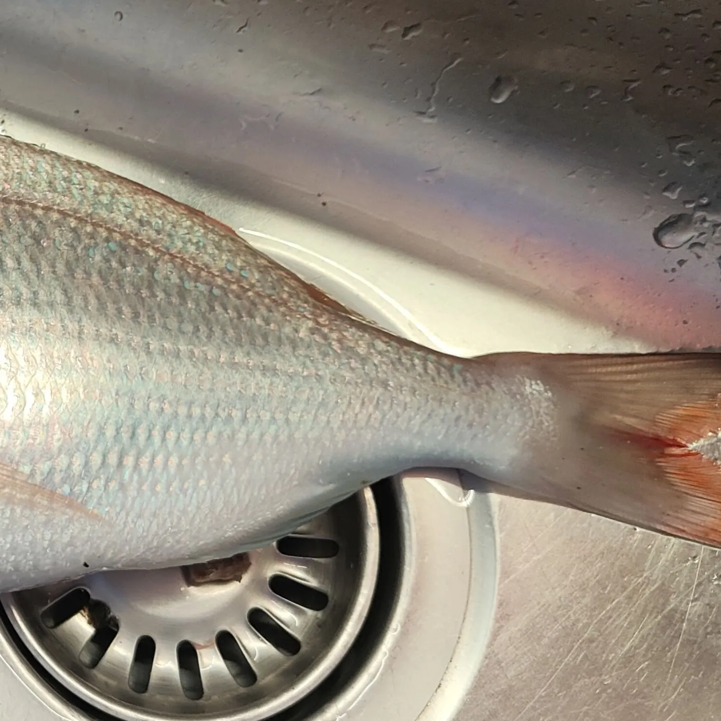 The most recent Common pandora catches on Fishbrain
