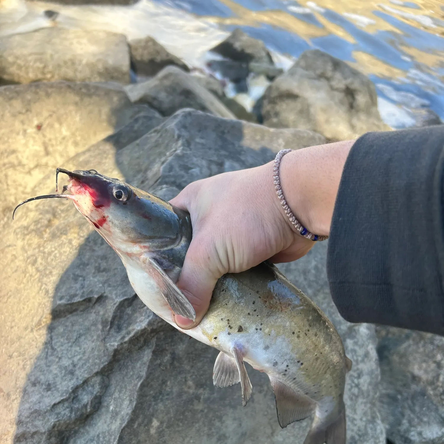 Channel catfish caught on Fishbrain