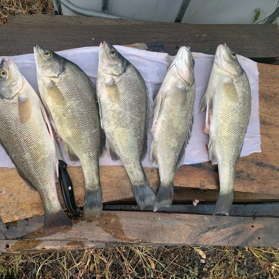 The most recent Bidyan perch catches on Fishbrain