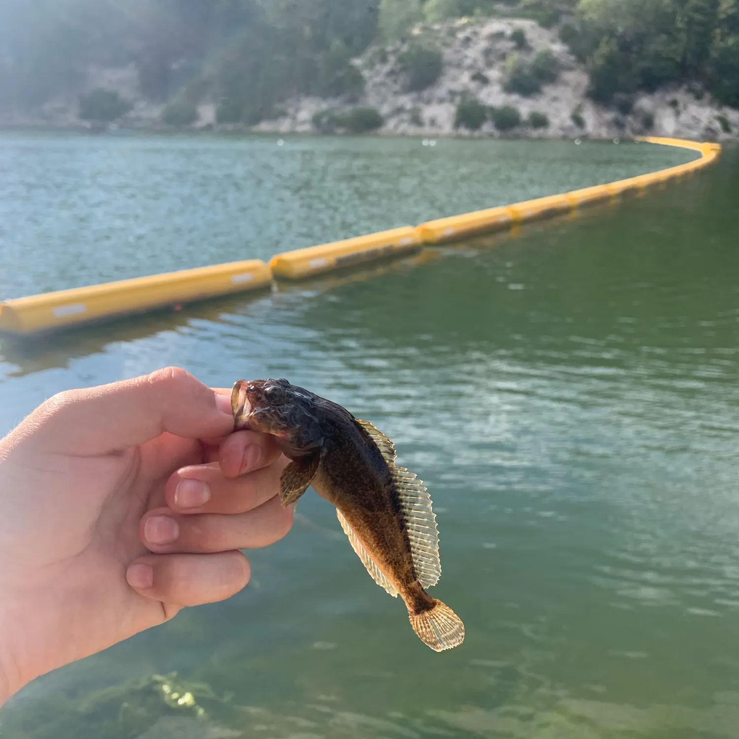The most recent Prickly sculpin catches on Fishbrain