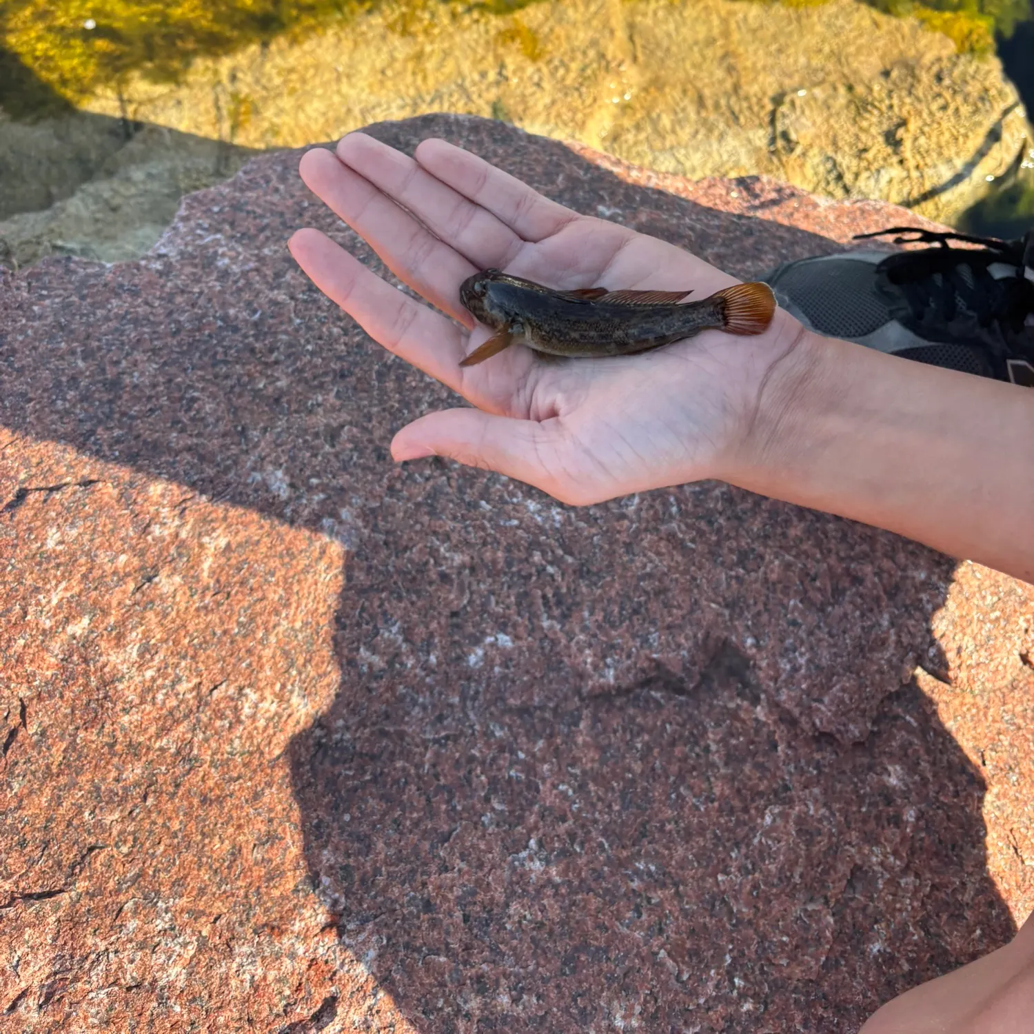 Round goby caught on Fishbrain