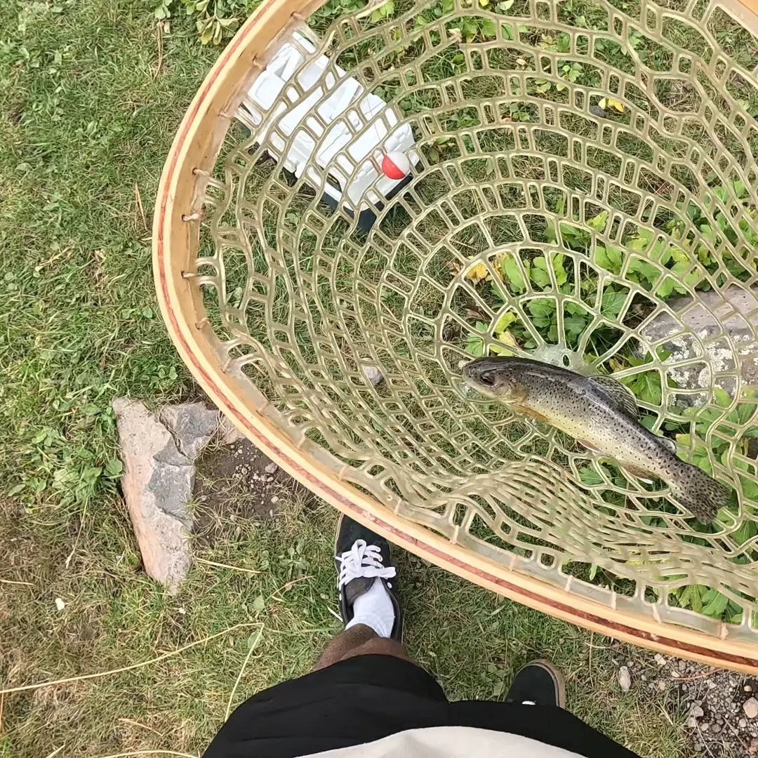Apache trout caught on Fishbrain