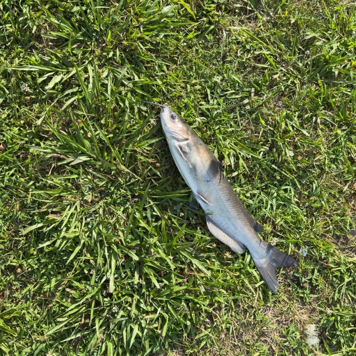 The most recent Blue catfish catches on Fishbrain