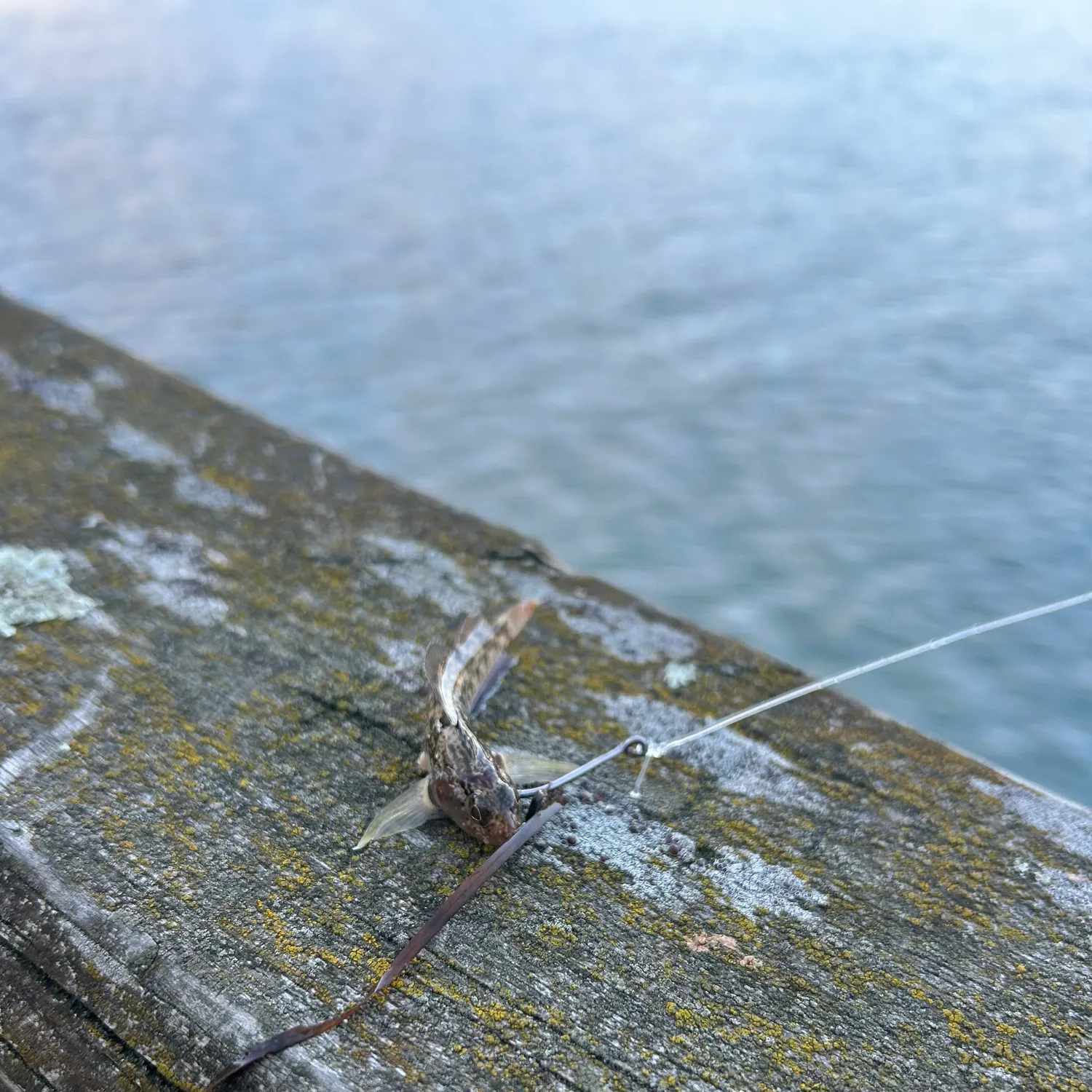 The most recent Grey gurnard catches on Fishbrain