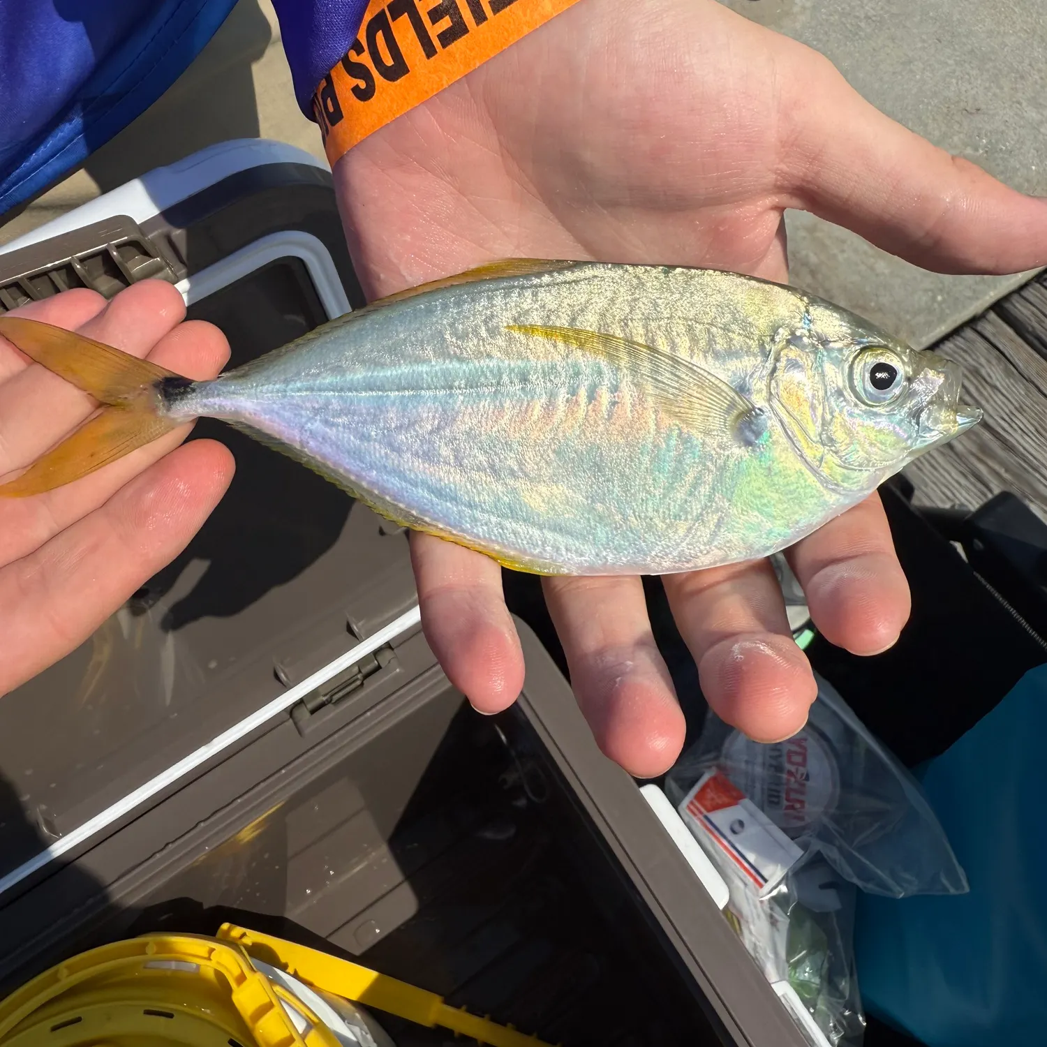 The most recent Atlantic bumper catches on Fishbrain