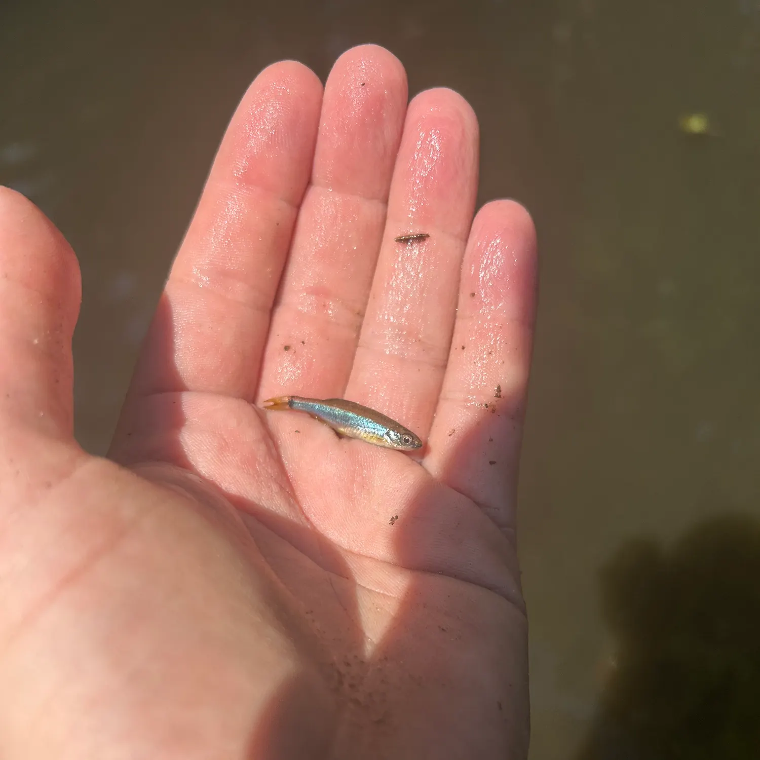The most recent Apalachee shiner catches on Fishbrain