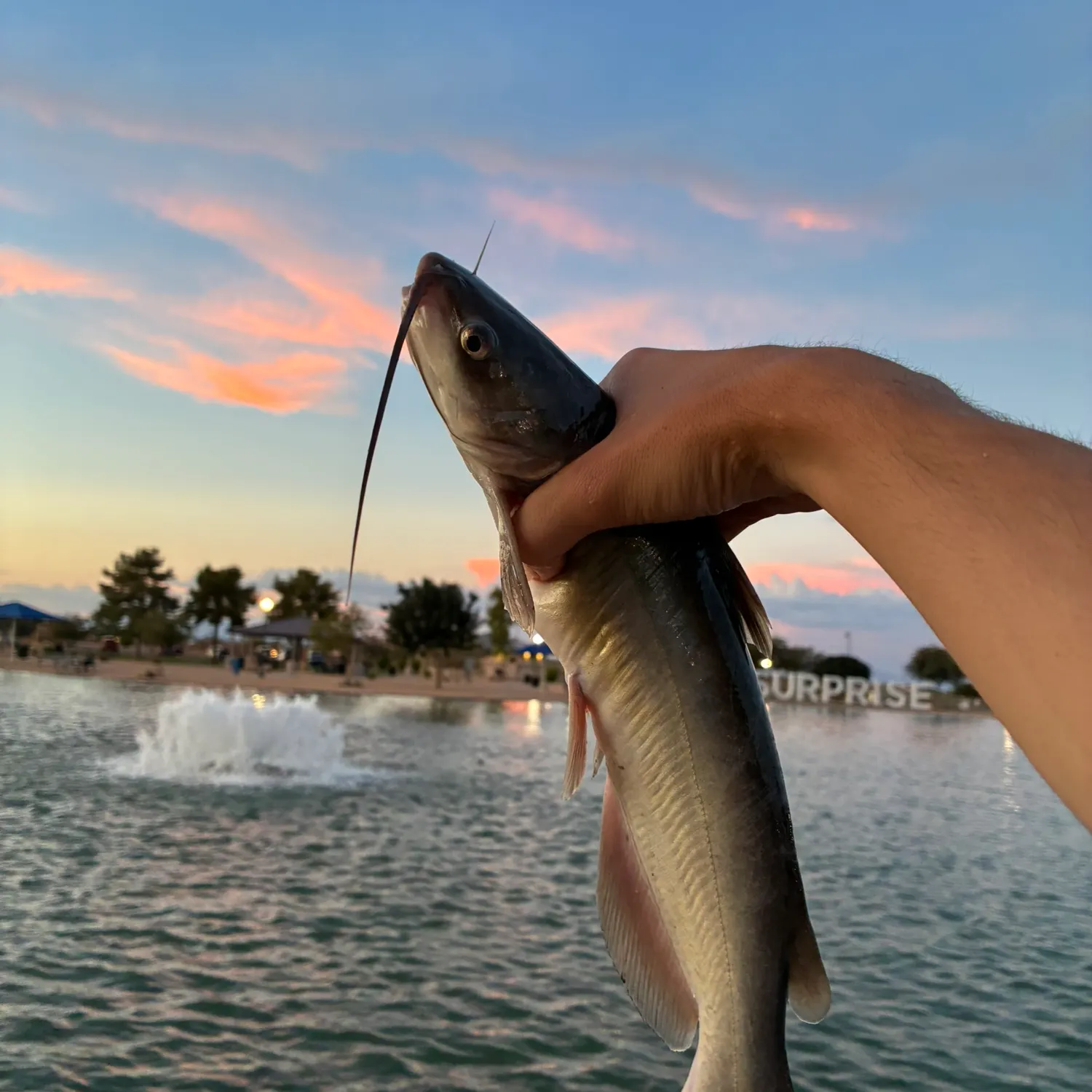 catch