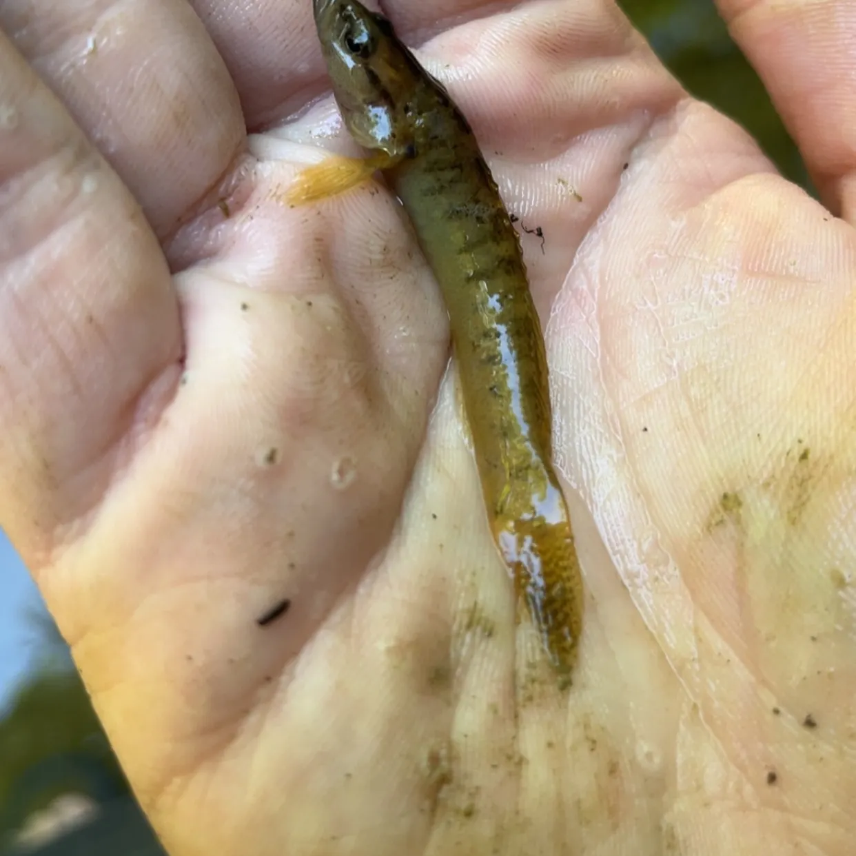 The most recent Fantail darter catches on Fishbrain