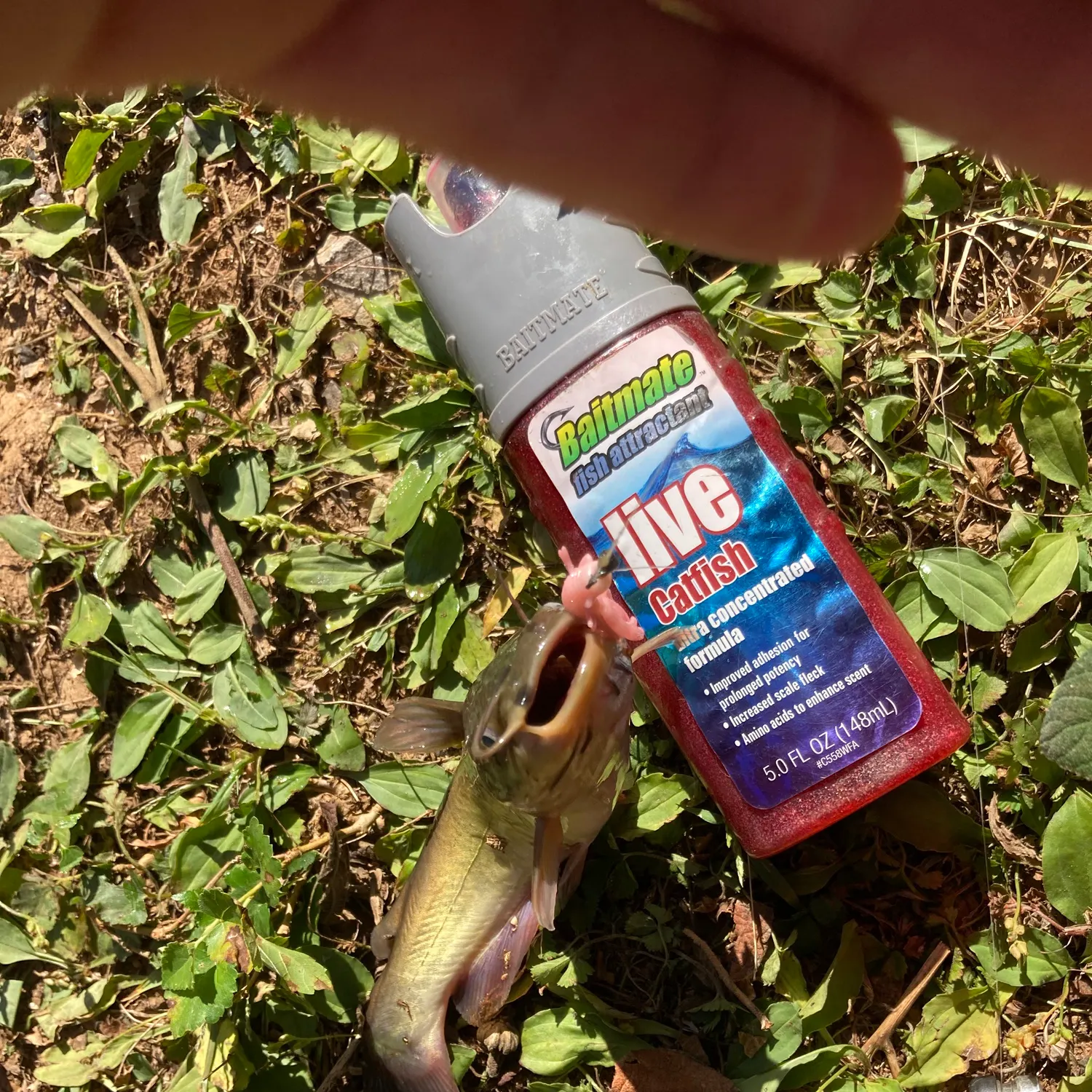 Brown bullhead caught on Fishbrain