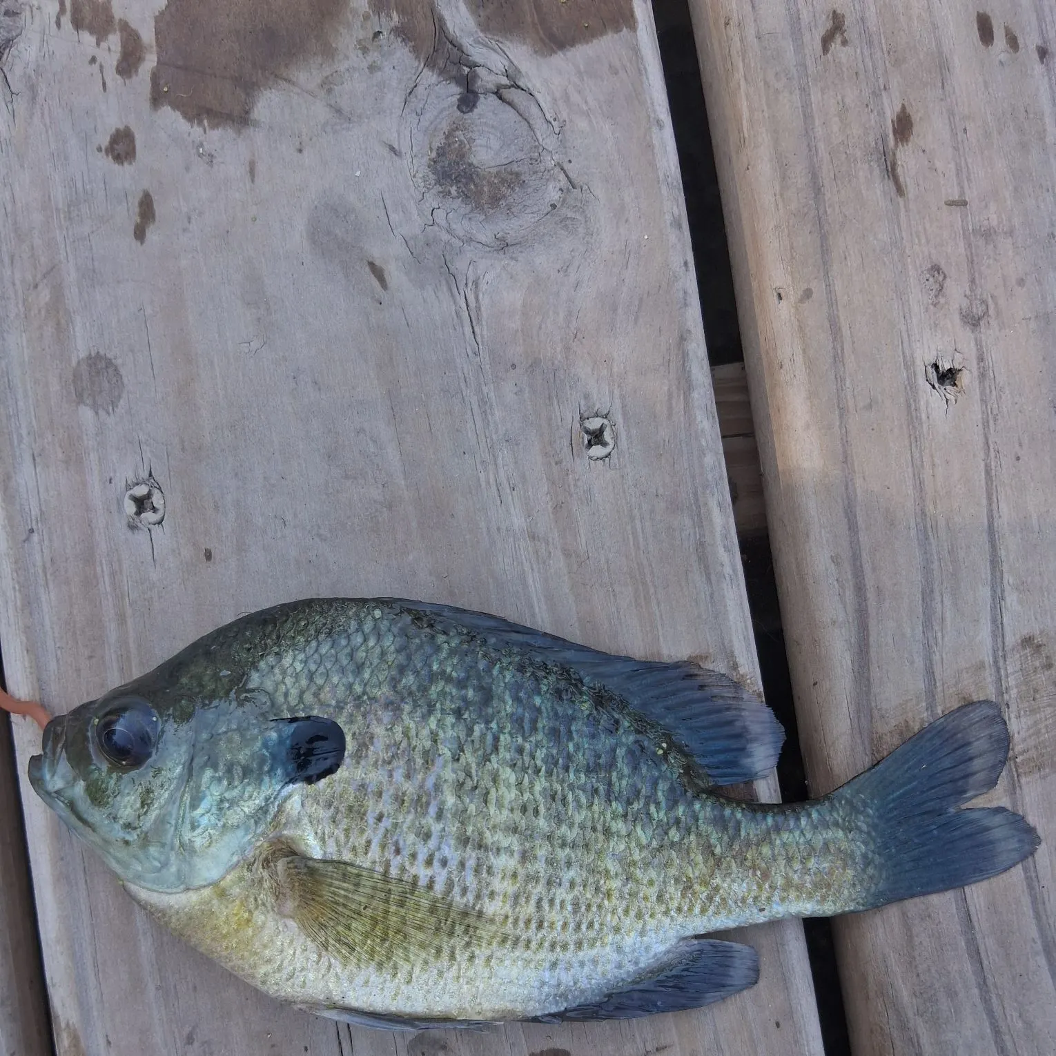 Bluegill caught on Fishbrain