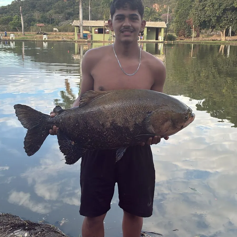 The most recent Black pacu catches on Fishbrain