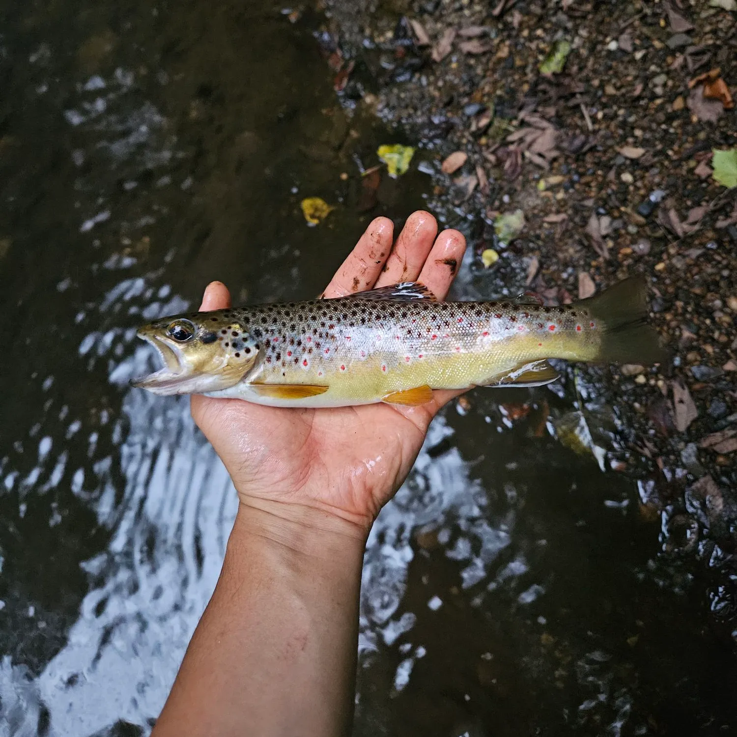 Brown trout caught on Fishbrain