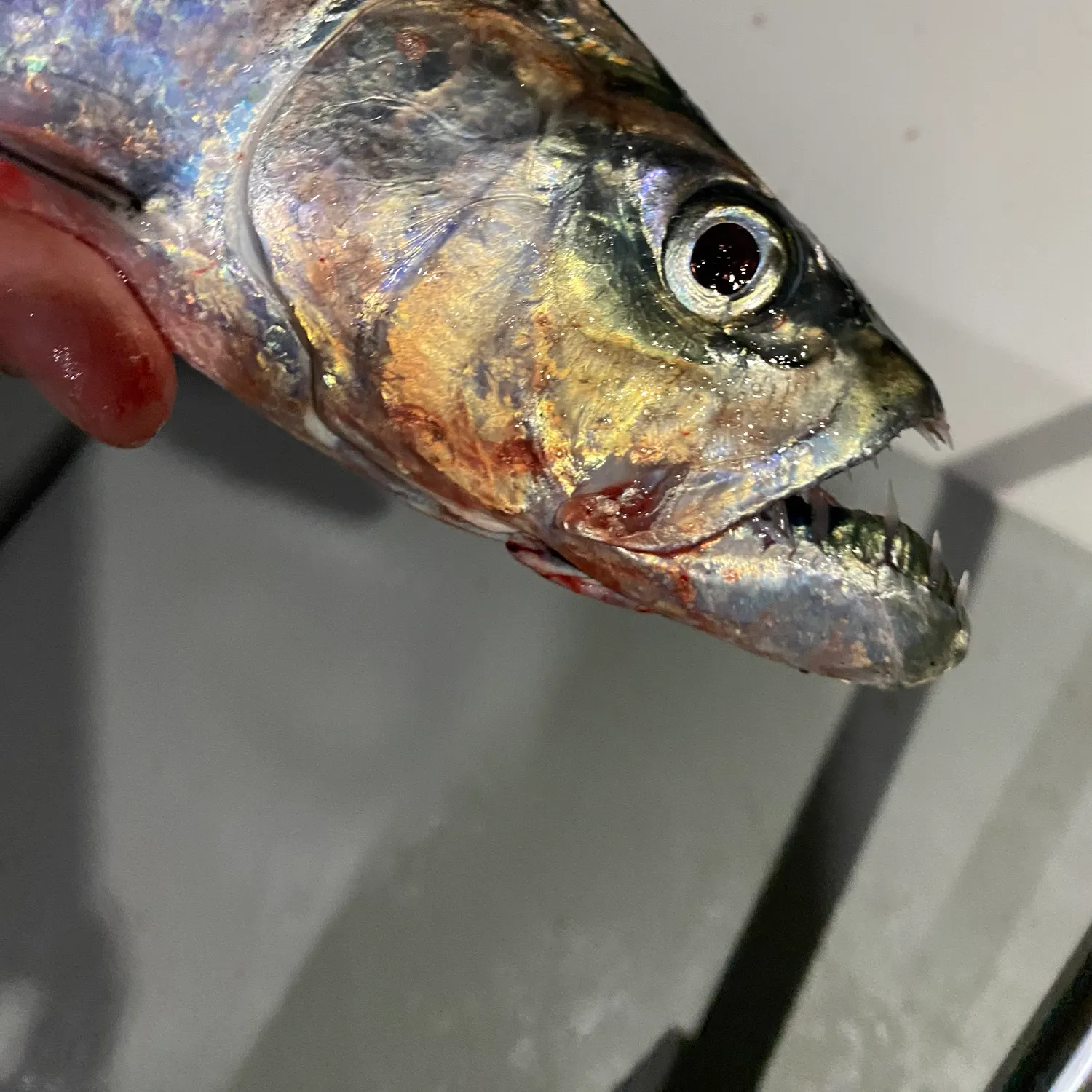 The most recent Dorab wolf-herring catches on Fishbrain