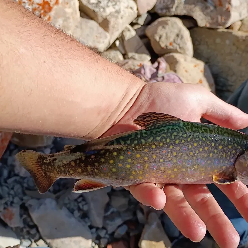 Brook trout caught on Fishbrain