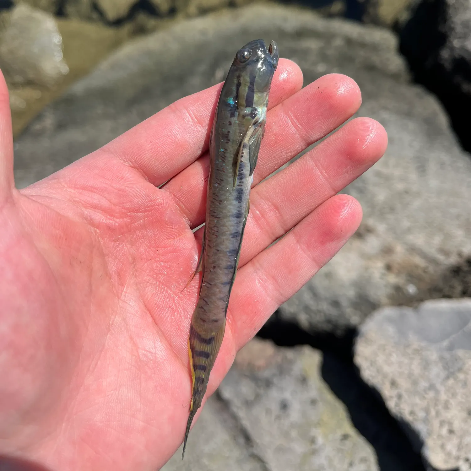 The most popular recent Frogface goby catch on Fishbrain