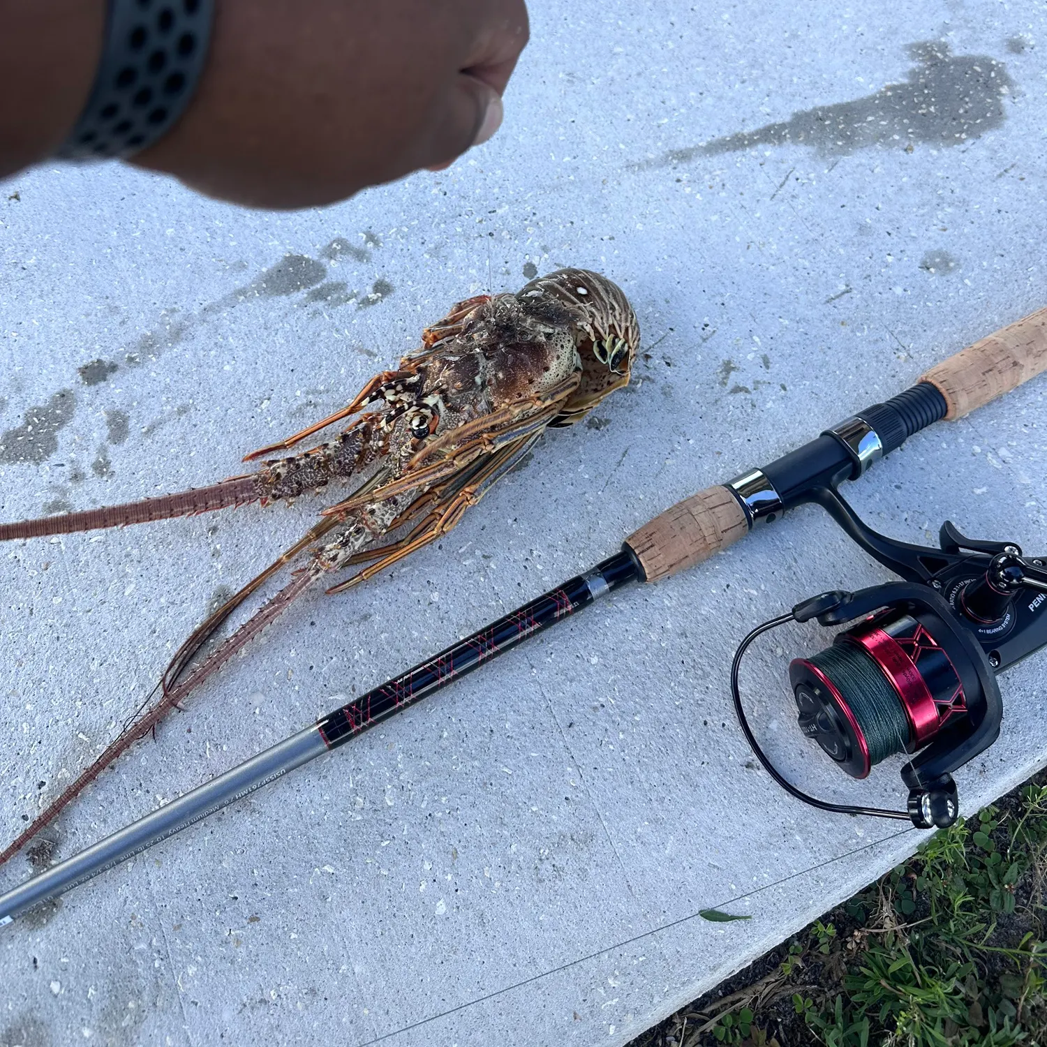 The most recent Caribbean spiny lobster catches on Fishbrain