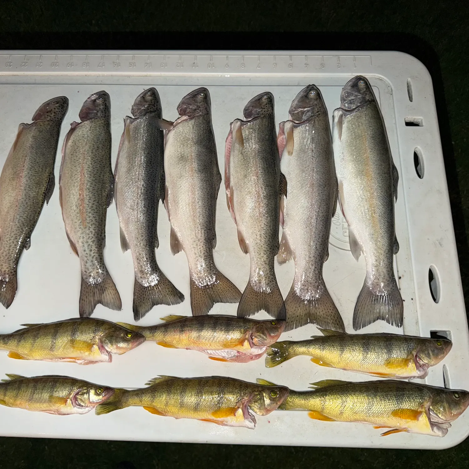 recently logged catches