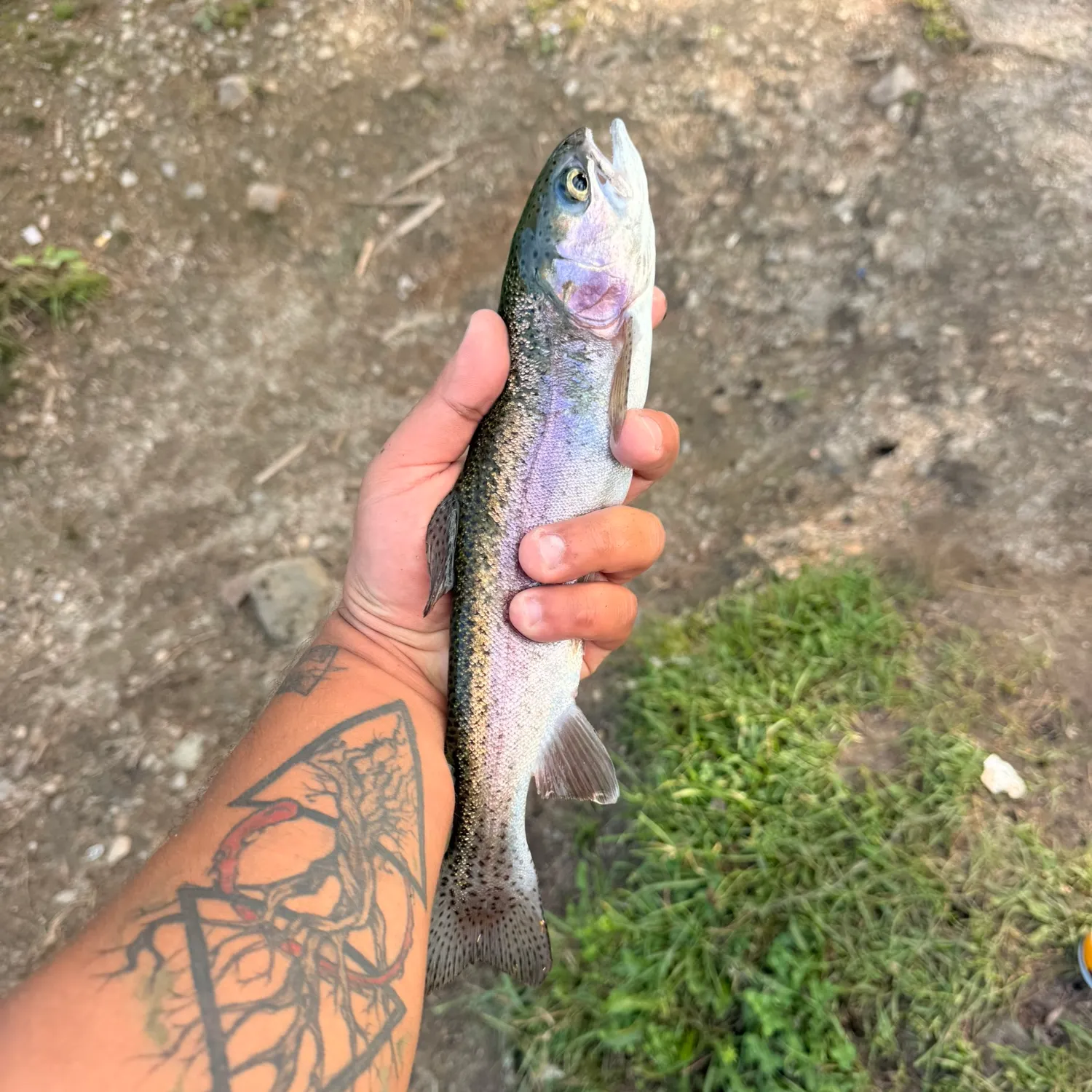 Rainbow trout caught on Fishbrain