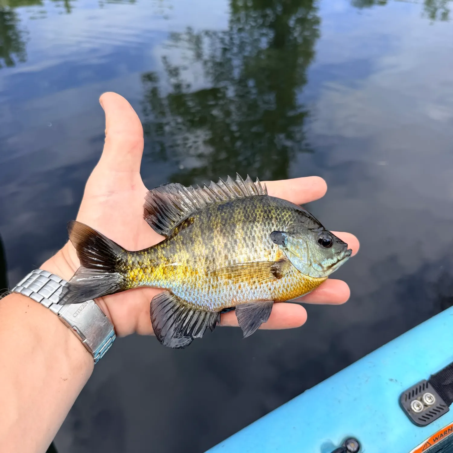 Bluegill caught on Fishbrain
