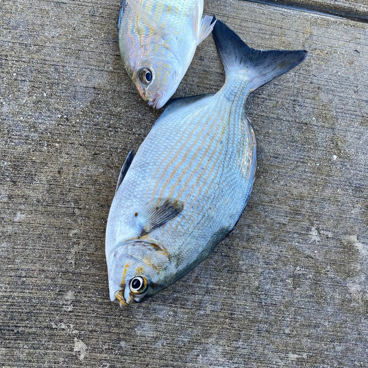 The most recent Brassy chub catches on Fishbrain