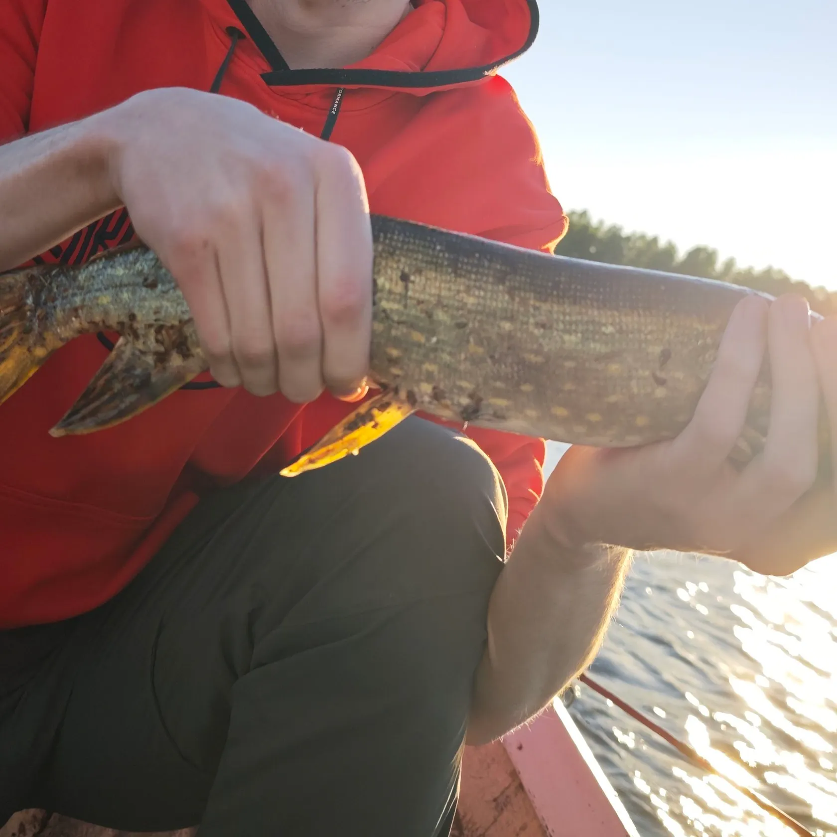 Northern pike caught on Fishbrain