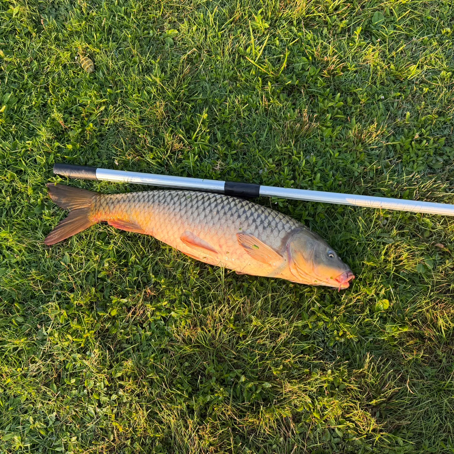 Common carp caught on Fishbrain