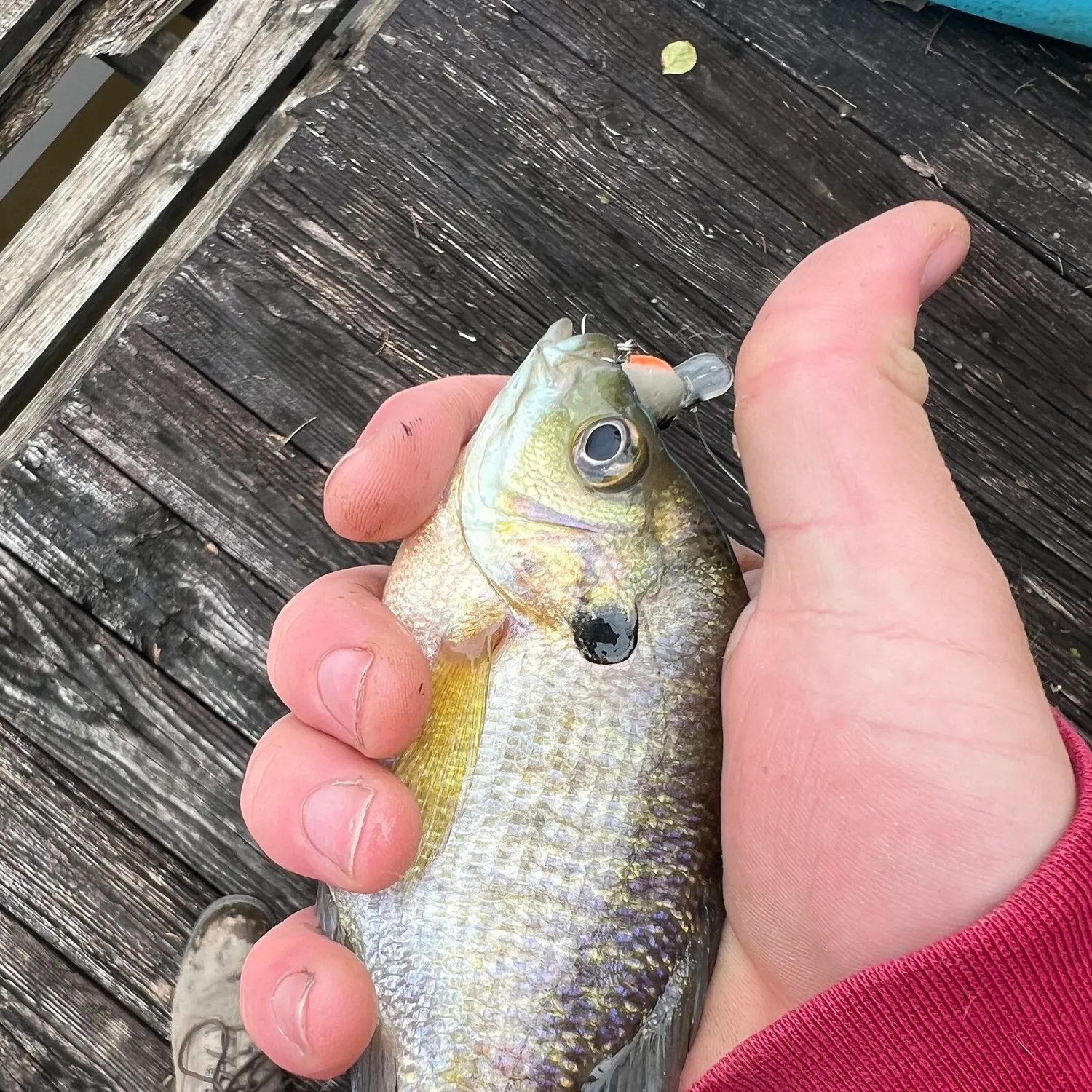 Bluegill caught on Fishbrain