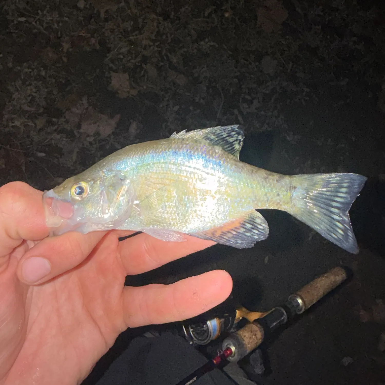 White crappie caught on Fishbrain
