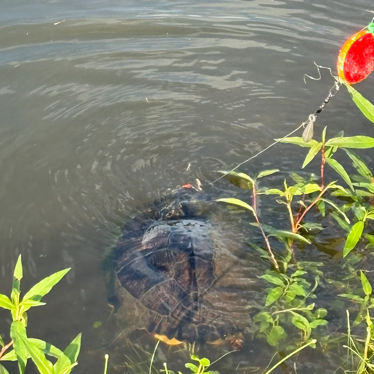The most recent River cooter turtle catches on Fishbrain