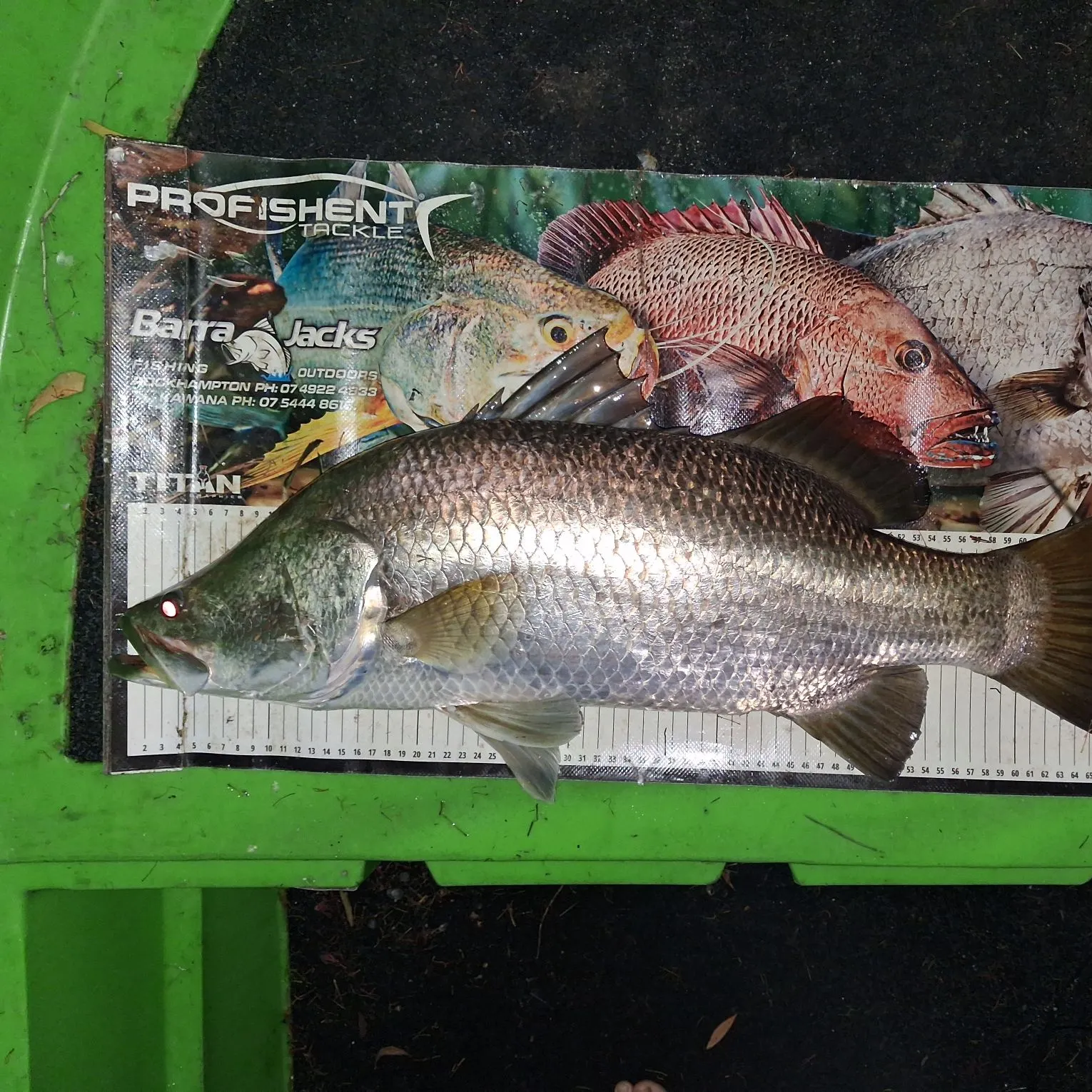 The most recent Barramundi catches on Fishbrain