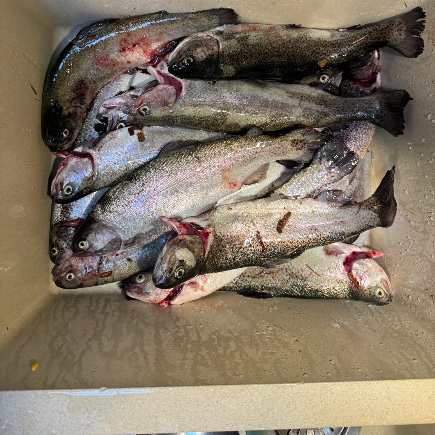 Fish caught on Fishbrain