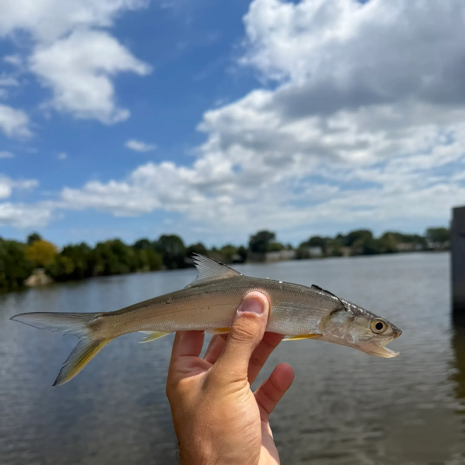 Ladyfish caught on Fishbrain