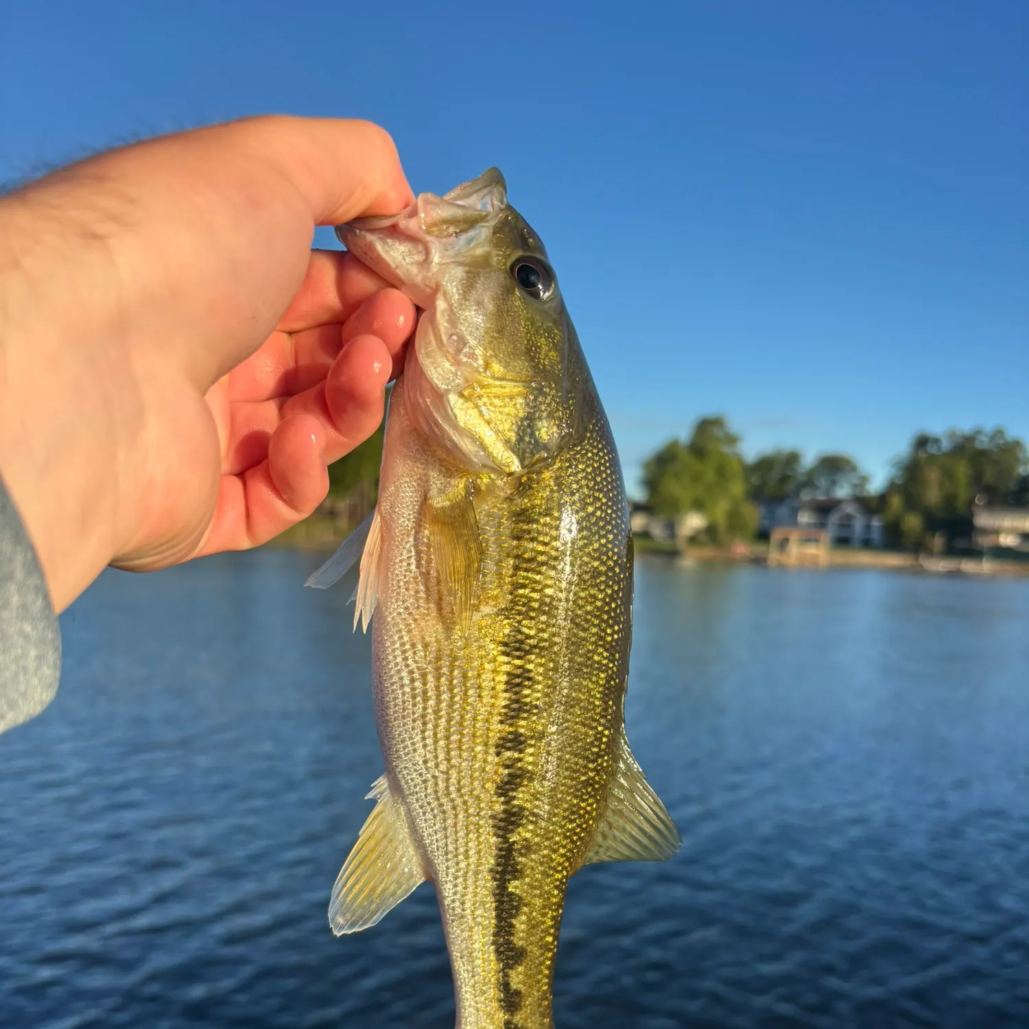 Spotted bass caught on Fishbrain