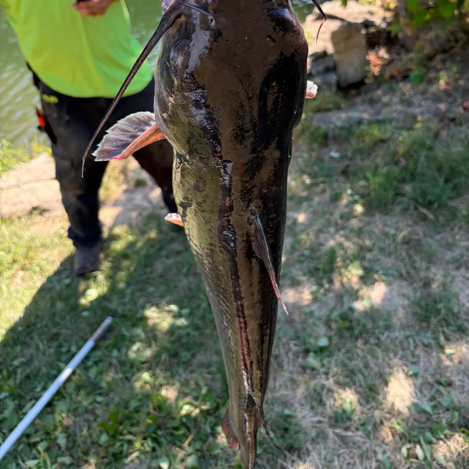 Channel catfish caught on Fishbrain