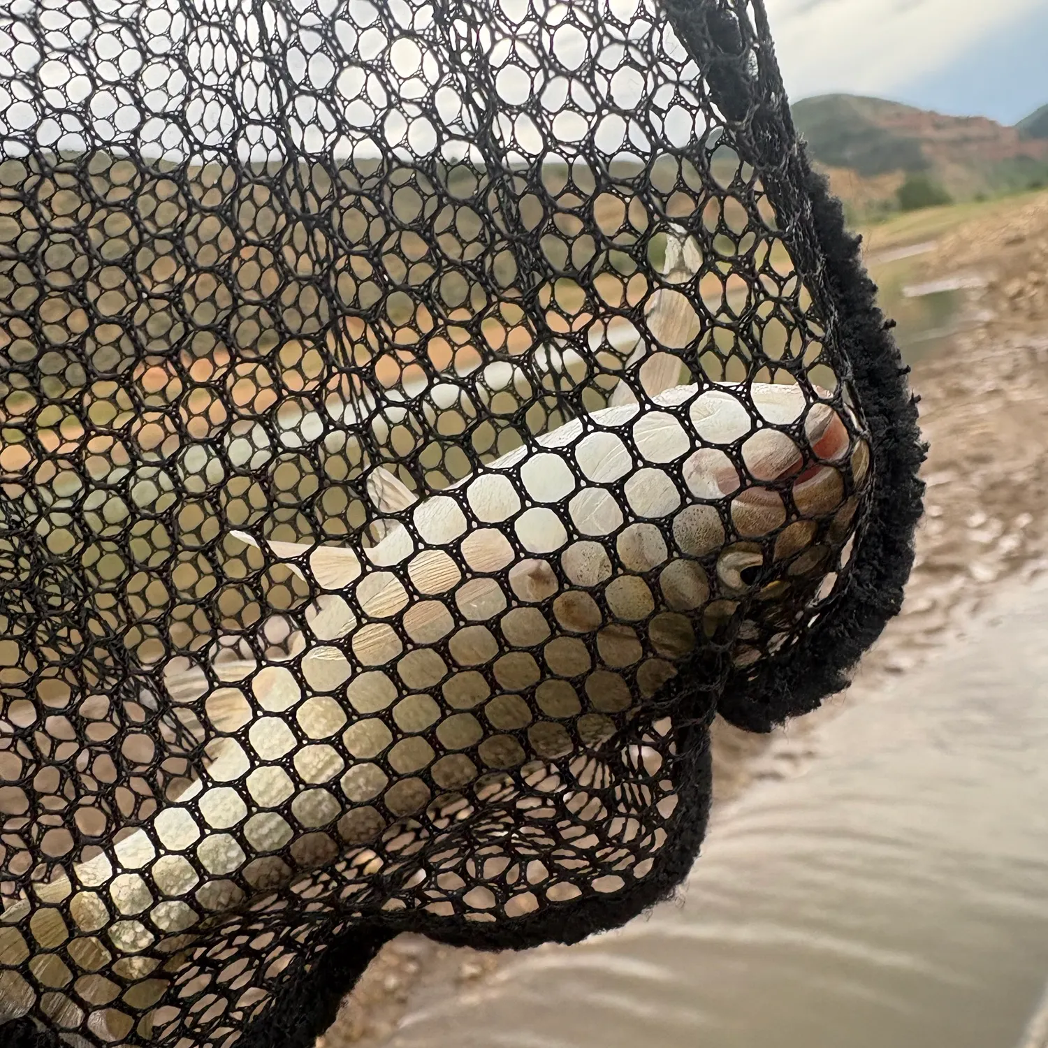 The most recent Utah chub catches on Fishbrain