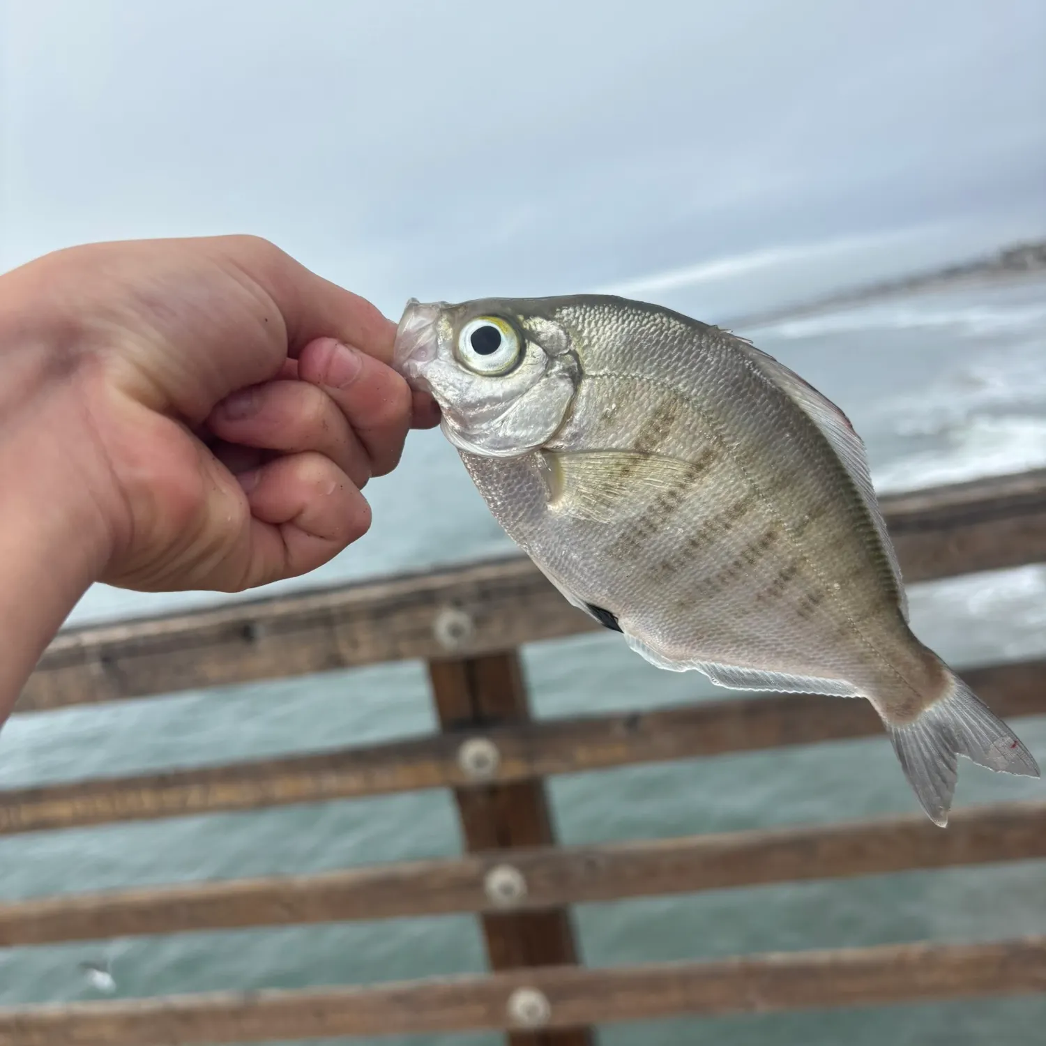 The most recent Walleye surfperch catches on Fishbrain