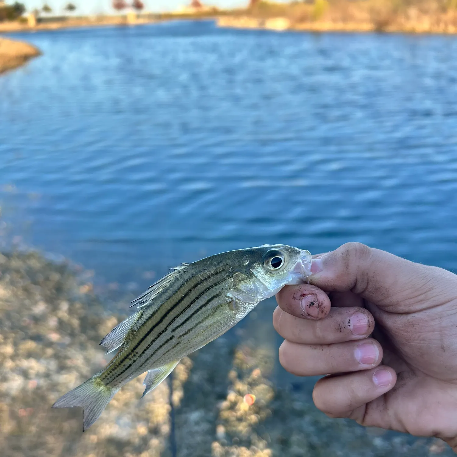 The most recent Yellow bass catches on Fishbrain