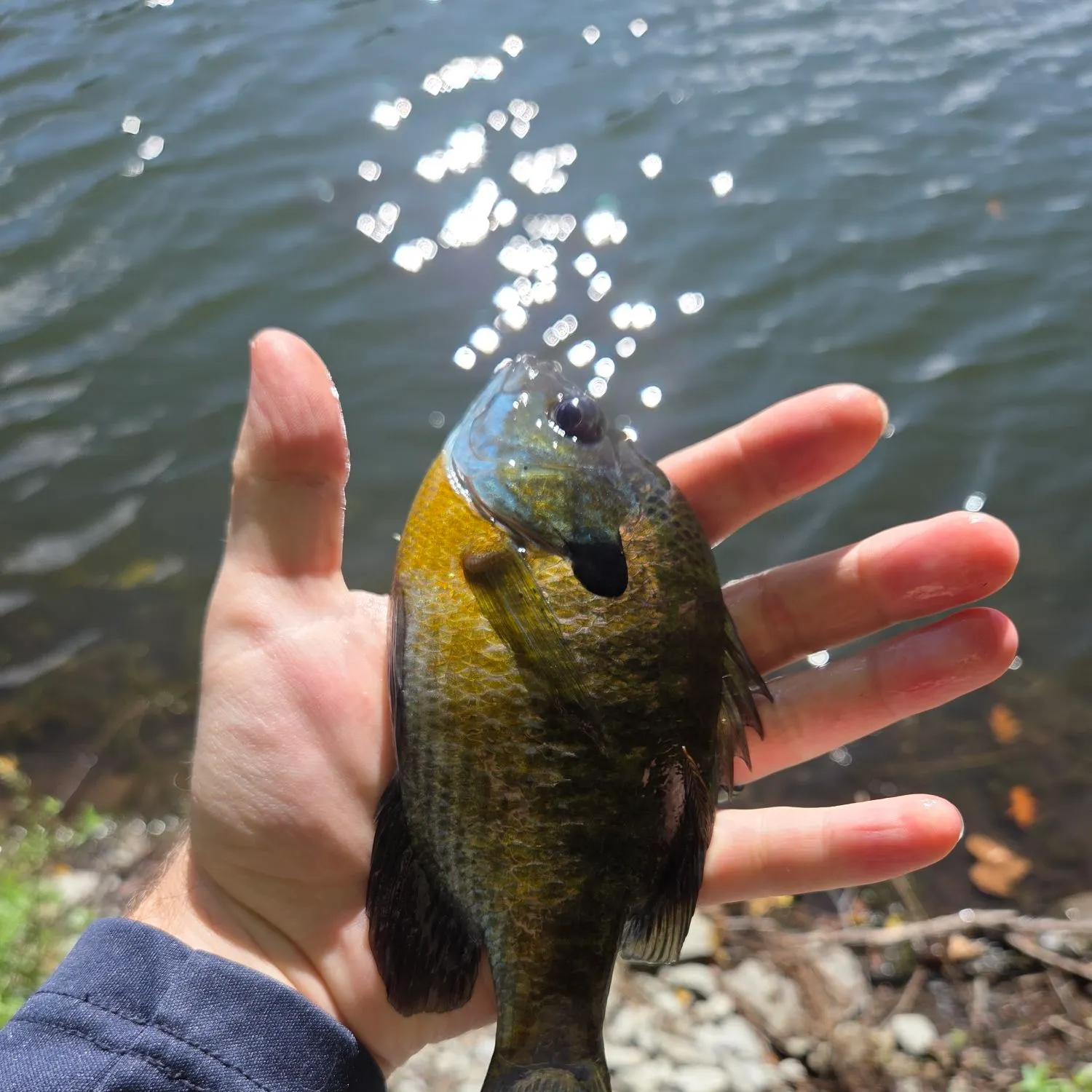 Bluegill caught on Fishbrain