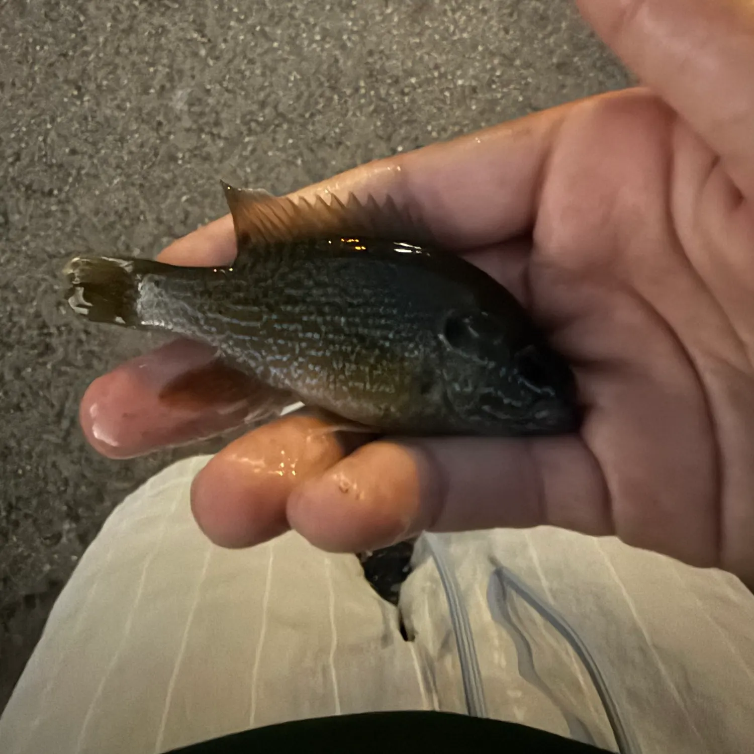 Greengill hybrid caught on Fishbrain