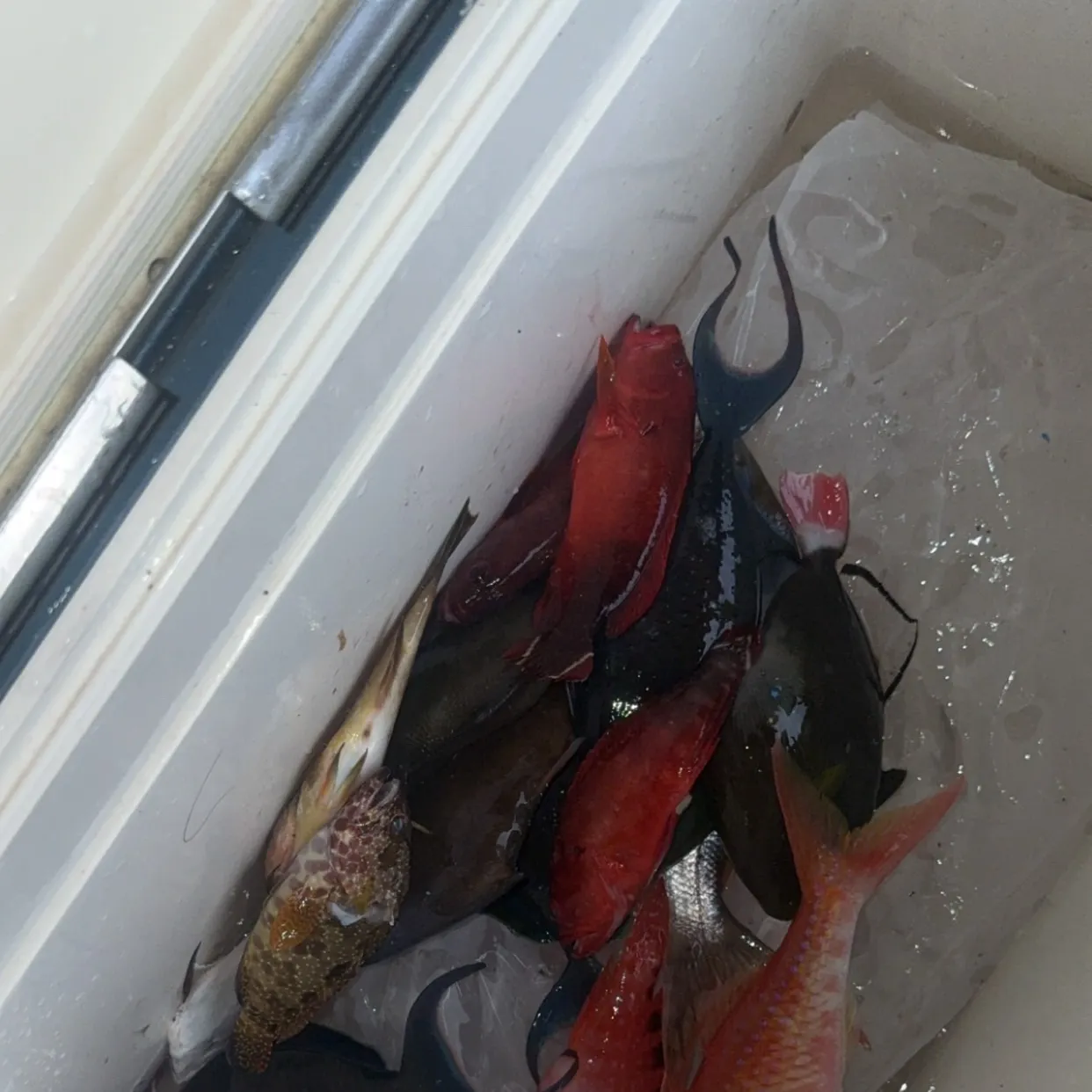 The most recent Milkfish catches on Fishbrain